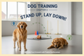 Dog coaching standing up/down chapter #3 IRON